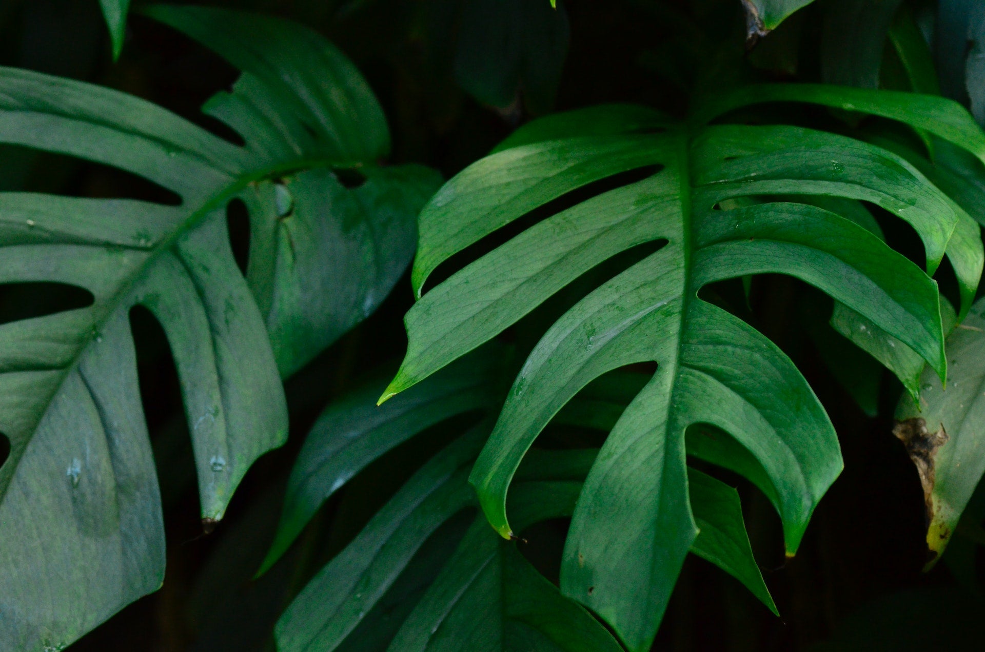 Pflanzen und Wohnstil