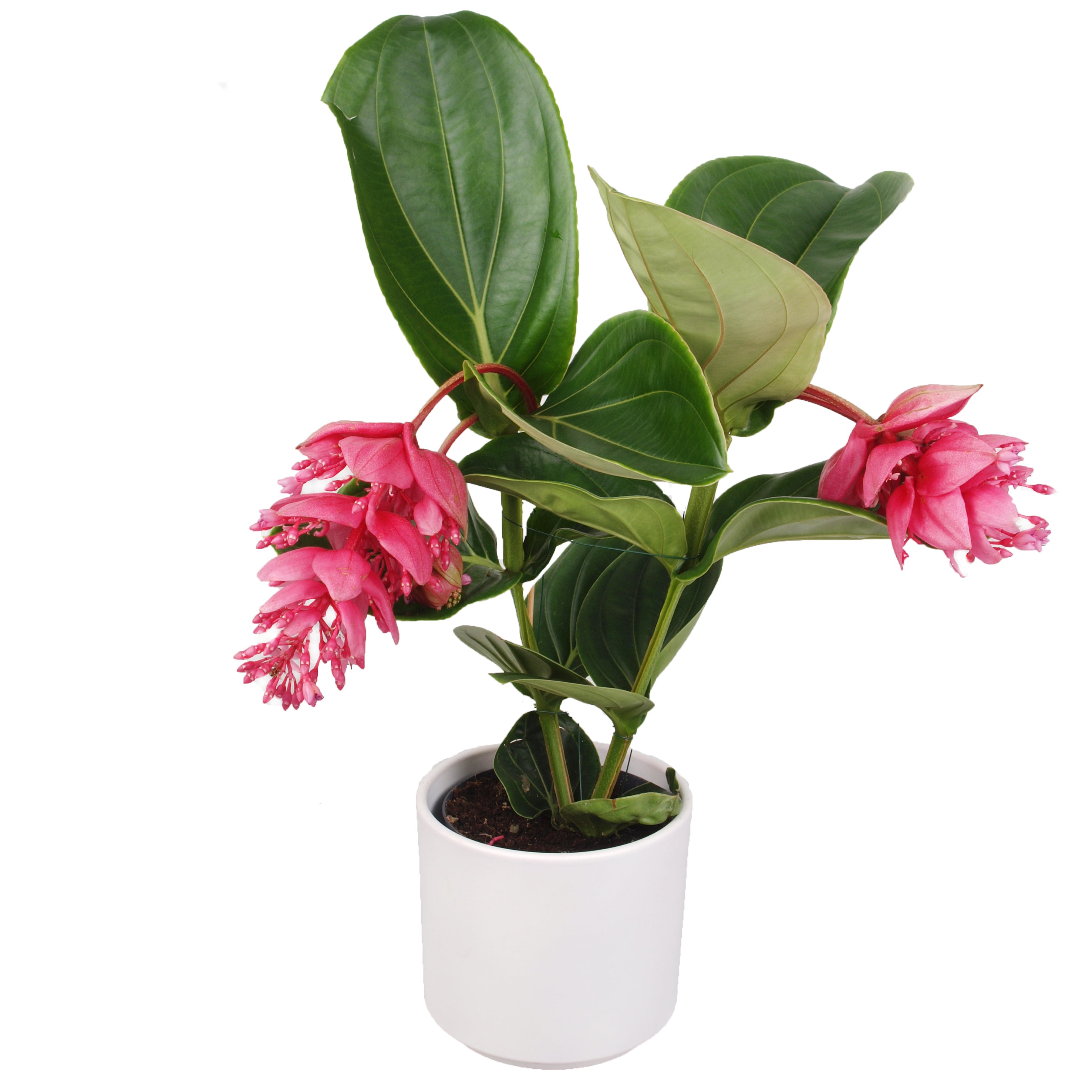 Die Aussergewöhnliche